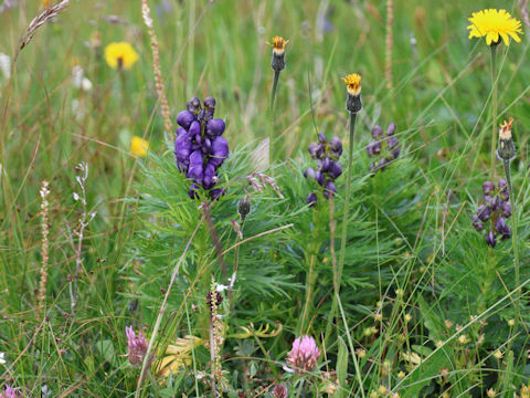 Aconitum napellus