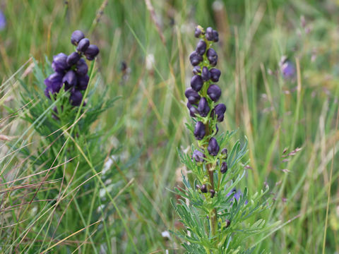 Aconitum napellus