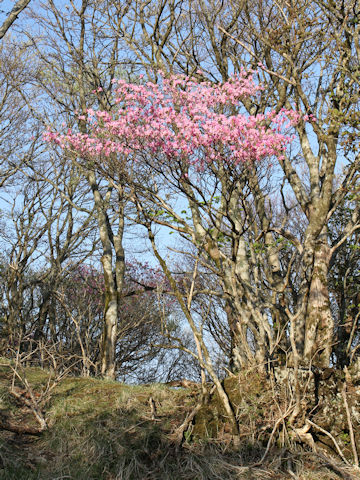 Rhododendron cv. Yoshino