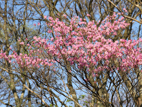 Rhododendron cv. Yoshino