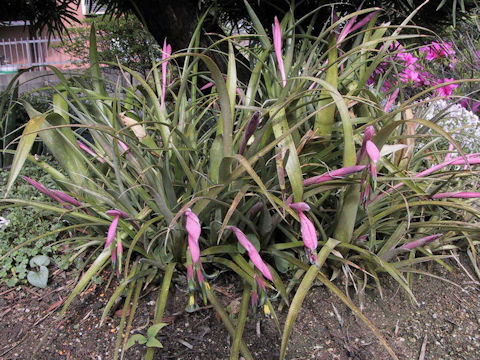 Billbergia nutans