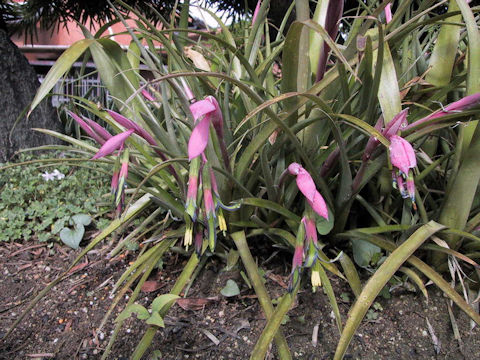 Billbergia nutans