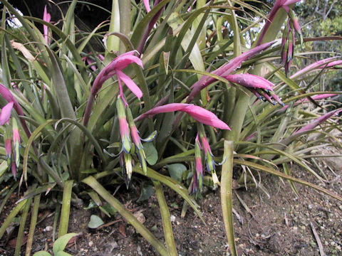 Billbergia nutans