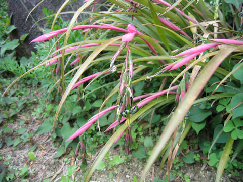 Billbergia nutans