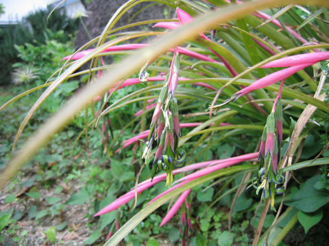 Billbergia nutans