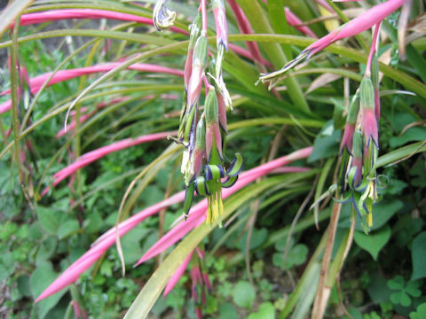 Billbergia nutans