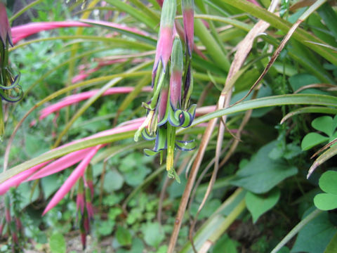 Billbergia nutans