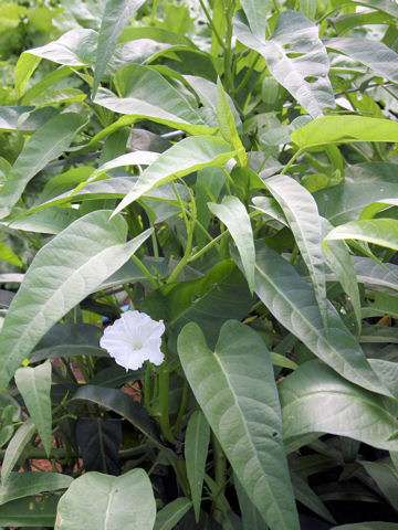 Ipomoea aquatica