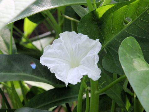 Ipomoea aquatica