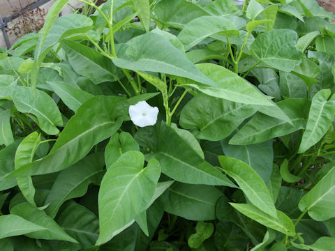 Ipomoea aquatica