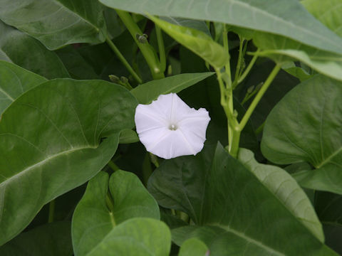 Ipomoea aquatica
