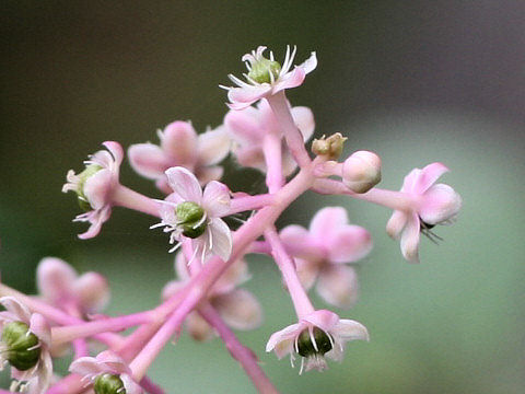 Phytolacca americana