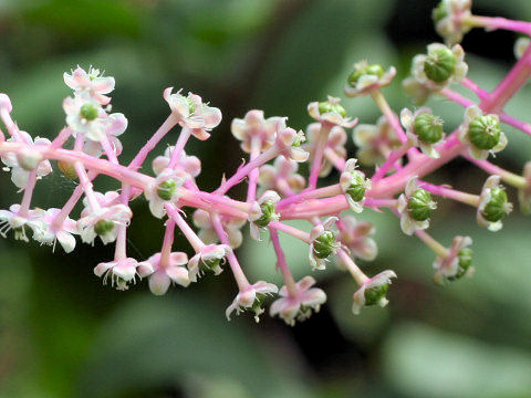 Phytolacca americana