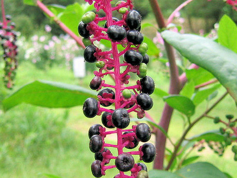 Phytolacca americana