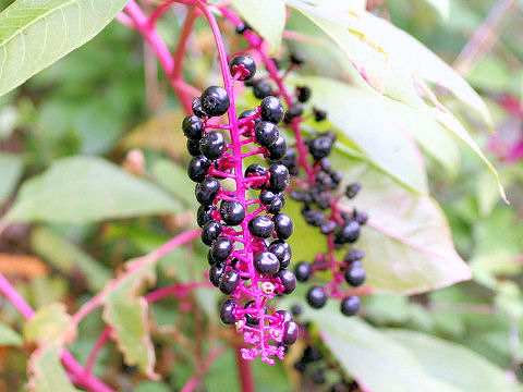 Phytolacca americana