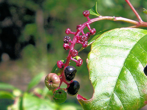 Phytolacca americana