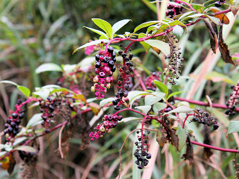 Phytolacca americana