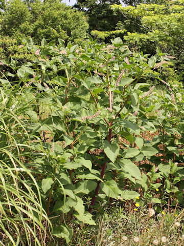 Phytolacca americana