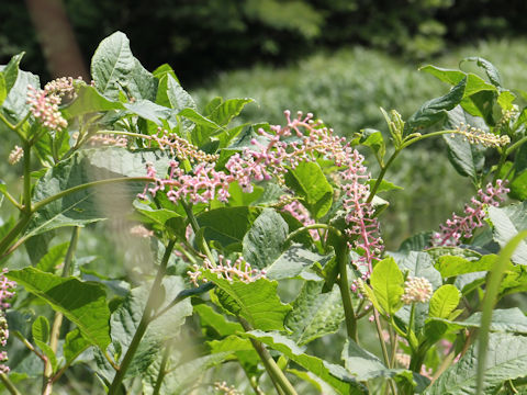 Phytolacca americana