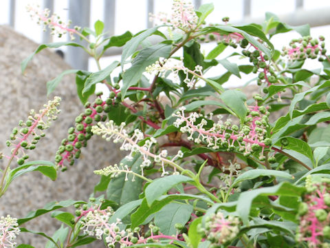 Phytolacca americana