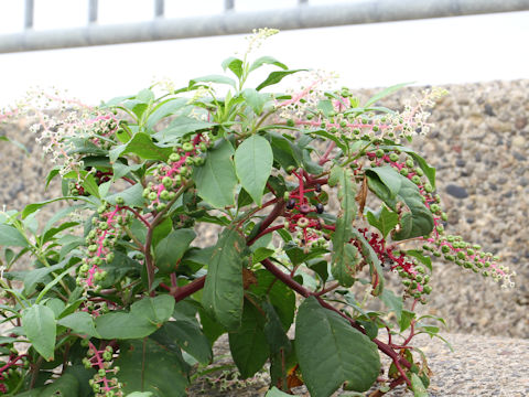 Phytolacca americana