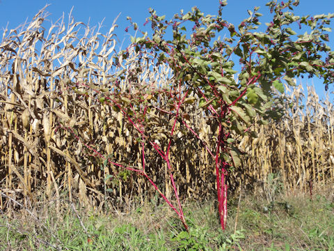 Phytolacca americana