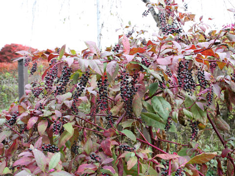 Phytolacca americana