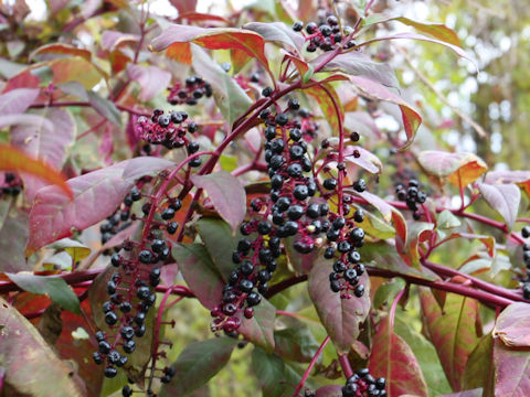 Phytolacca americana