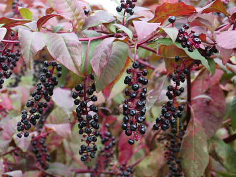 Phytolacca americana