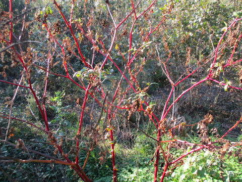 Phytolacca americana