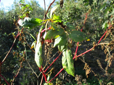 Phytolacca americana