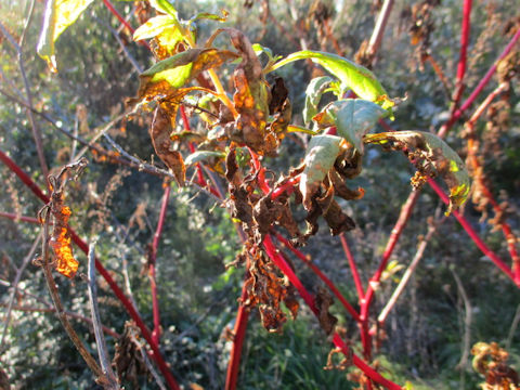 Phytolacca americana