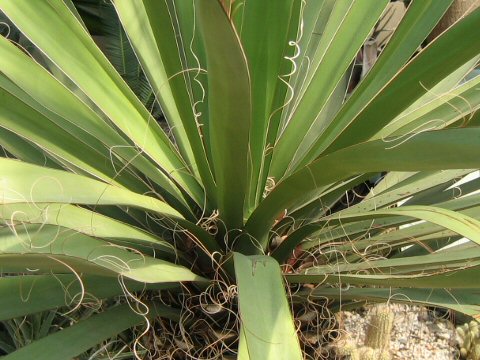 Yucca carnerosana