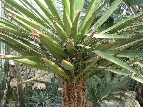 Yucca carnerosana