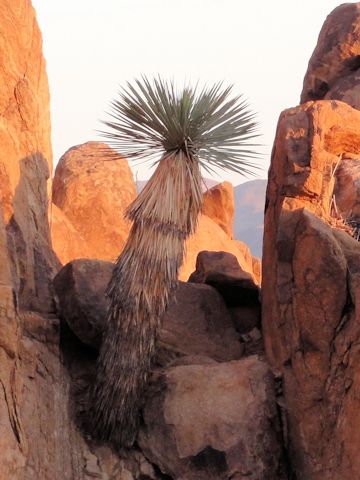 Yucca elata