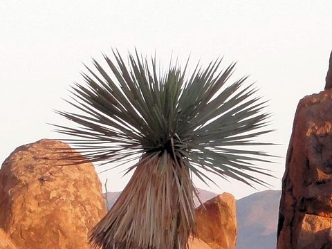 Yucca elata