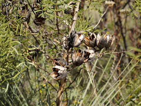 Yucca elata