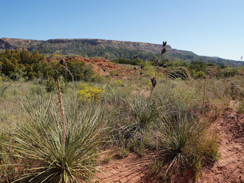 Yucca elata