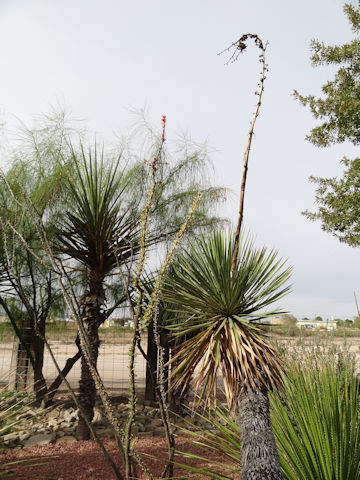 Yucca elata