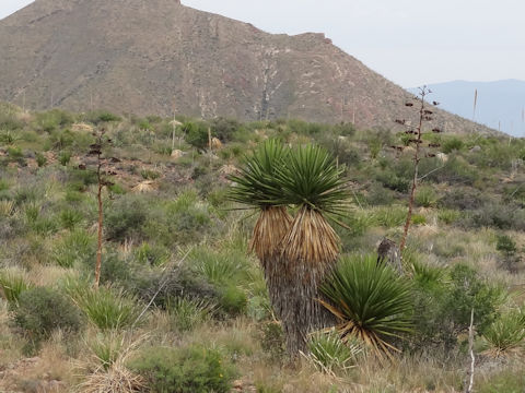 Yucca elata