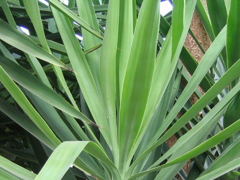 Yucca elephantipes