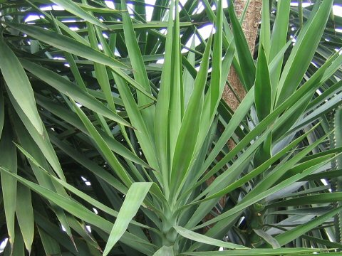 Yucca elephantipes