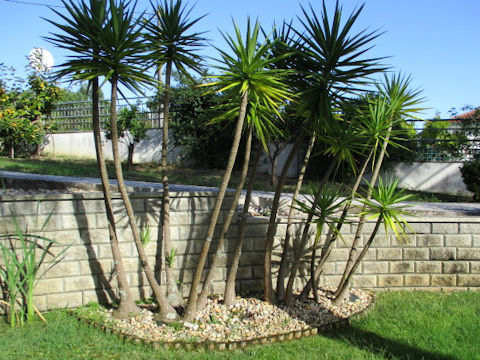 Yucca elephantipes