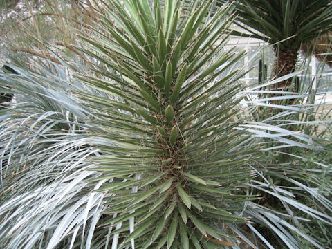 ユッカ・フィリフェラ (Yucca filifera)