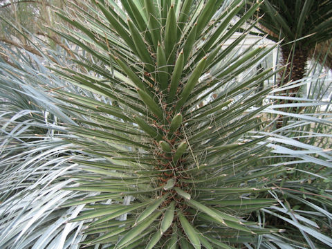 Yucca filifera