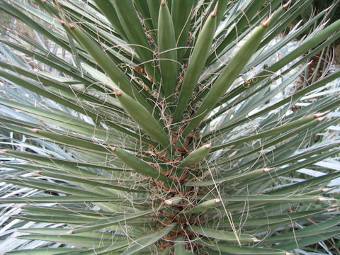 ユッカ・フィリフェラ (Yucca filifera)