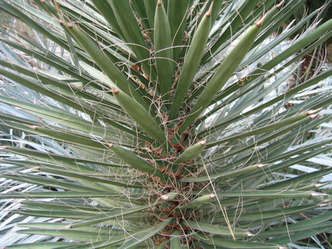 Yucca filifera