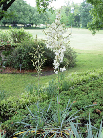 Yucca flaccida