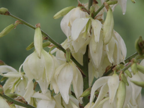 Yucca flaccida