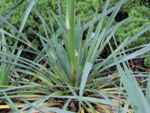 Yucca flaccida